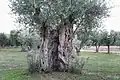 Tronco de un olivo
