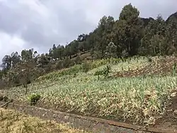 Cebolla en Ngadisari