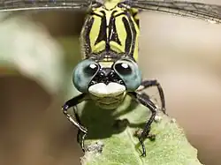 Detalle del tórax y de los ojos