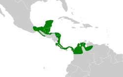 Distribución geográfica del mosquero real centroamericano.