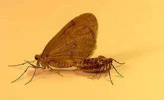 Macho y hembra áptera de Operophtera brumata en cópula