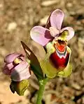 Ophrys tenthredinifera Mallorca