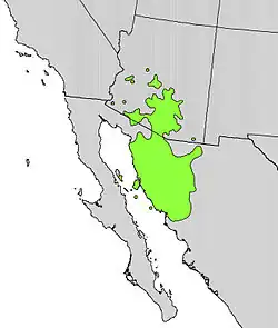 Cylindropuntia fulgida