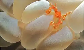 Cangrejo Achaeus japonicus en P. sinuosa.