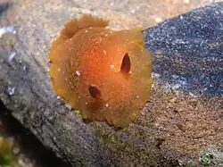 Doriopsilla carneola