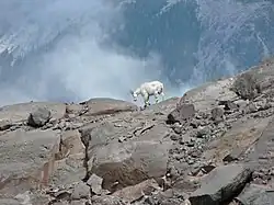 Cabra de las Rocosas en el parque nacional del Monte Rainier