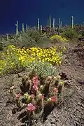 Echinocereus y Encelia farinosa floreciendo en el parque