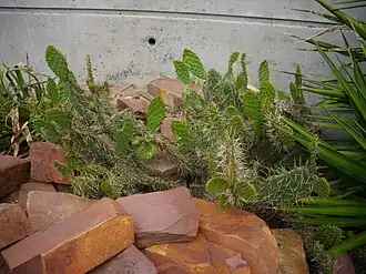 Jardín climático de cactáceas