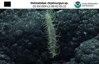 Orphnurgus (Ejemplar fotografiado a más de 1000 m de profundidad en Hawái).