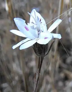 Osmadenia tenella