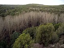 Arboleda en la ribera del río Caslilla