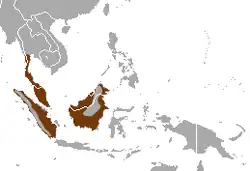 Distribución de la civeta nutria
