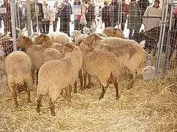 Ganadería (Dijous Bo)