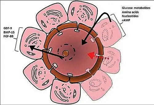 Señalización paracrina célula-célula. Ovocito esférico (centro) rodeado por zona pellucida (marrón oscuro) y por fuera células de la granulosa trapezoidales.
