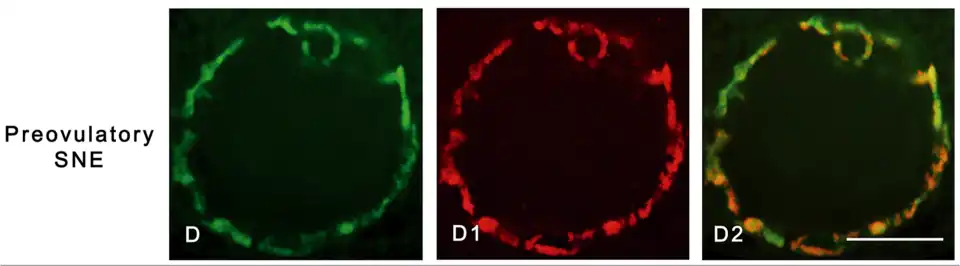 Cromatina condensada (en verde) en la membrana del núcleo, de un ovocito preovulatorio. Microscopio confocal.