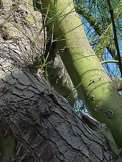 Tronco de Parkinsonia aculeata