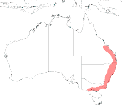 Distribución de P. poliocephalus