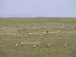 Grulla del paraíso Bontebok en el Parque Nacional de Western Cape, Sudáfrica