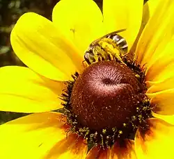 Abeja sobre un girasol