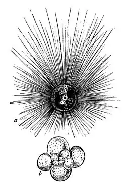 Globigerina, célula y concha globular (Globothalamea)