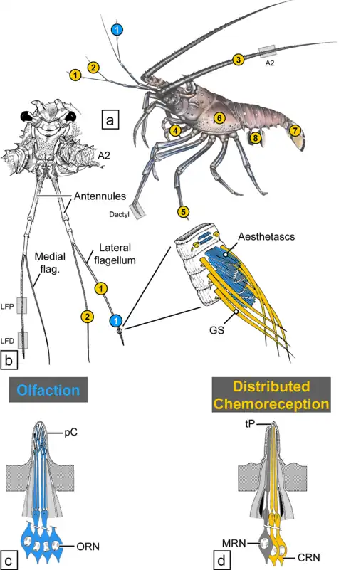 Sensilias quimiorreceptoras de P. argus. Olfaction (color azul) = Olfación . Distributed chemoreception= Quimiorrecepción distribuida CRN= neuronas quimiorreceptoras (en amarillo)