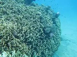 En aguas superficiales de Eyrie Reef, cerca de isla Lizard