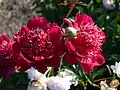 Paeonia 'Red Emperor'.