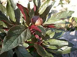 Paeonia cambessedesii