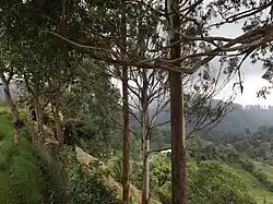 Paisaje observado desde el alto de la cruz, luego de subir 238 escalones.