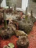 Amorphophallus konjac (Teufelszunge).