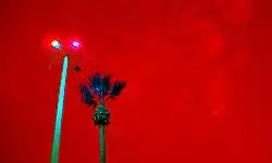 Palmera costera, de típico uso en parques y jardines costeños.