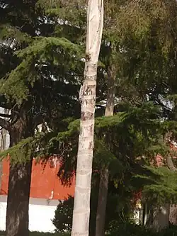 Tronco desnudo, anillado.[2]​