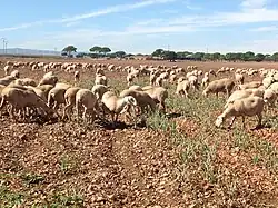 Ganadería de Dehesa de Los Llanos