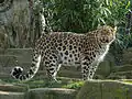 Leopardo del Amur