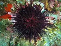 Cara aboral (superior).