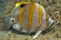 Parachaetodon ocellatus