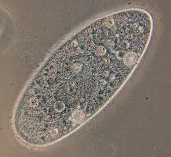 Paramecium aurelia (Oligohymenophorea)