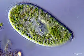 Un ciliado unicelular viviendo dentro de una Zoochlorella verde en forma endosimbiótica.