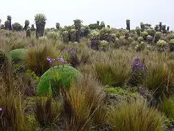 Frailejones en el Nevado de Santa Isabel.