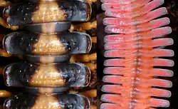 Segmentación y paranoto