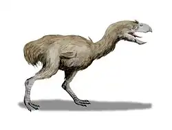 Paraphysornis brasiliensis (ave forusrácida del Mioceno)