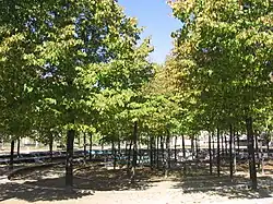 Espiral arbolada, de Beverly Pepper.