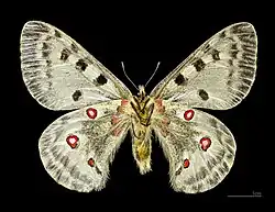 Macho (vista ventral)