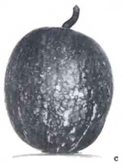 "Cayote" en Salta (Parodi 1935[6]​).