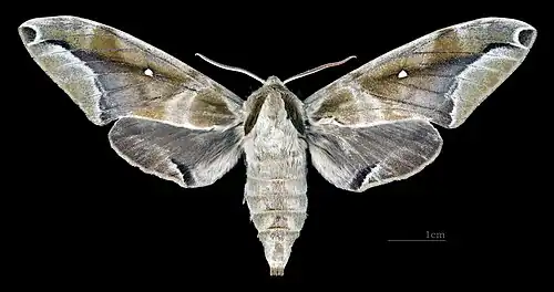 Parum colligata ♀