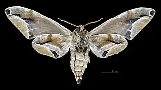 Parum colligata ♀ △