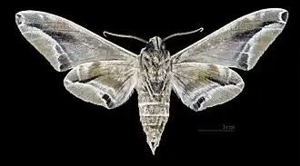 Parum colligata ♂ △