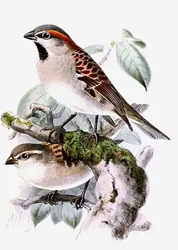 Ilustración de una pareja por John Gerrard Keulemans.