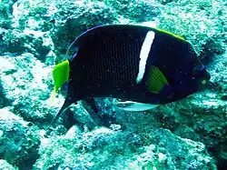 En el sitio de buceo Waterfall, isla San Pedro Nolasco, México.