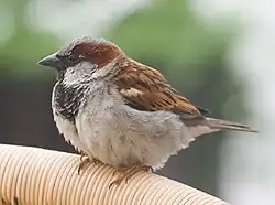 Passer domesticus